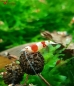 Preview: Red Bee 10er Mix Paket